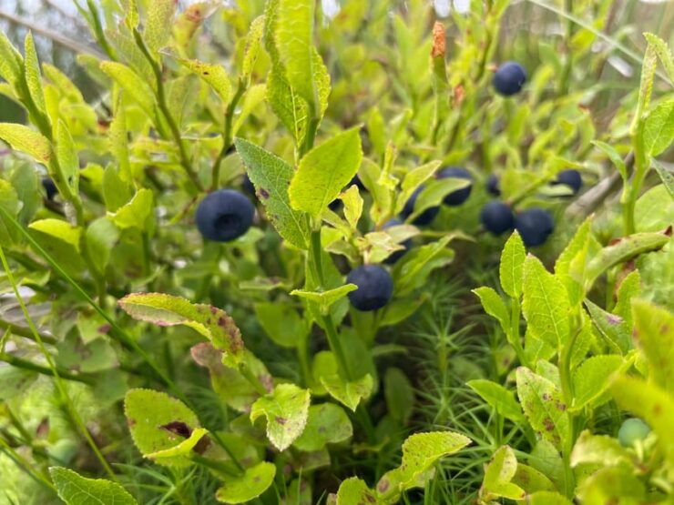 Loch Lomond: Guided Wild Food Forage & Feast - Good To Know