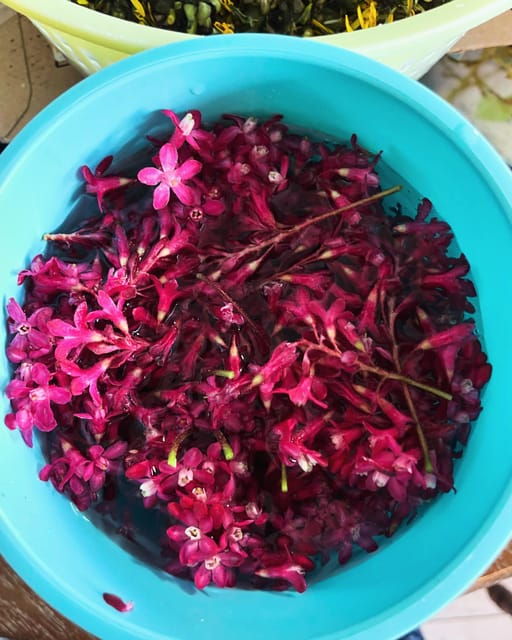 Loch Lomond: Guided Wild Food Forage & Feast - What to Bring and Not Allowed