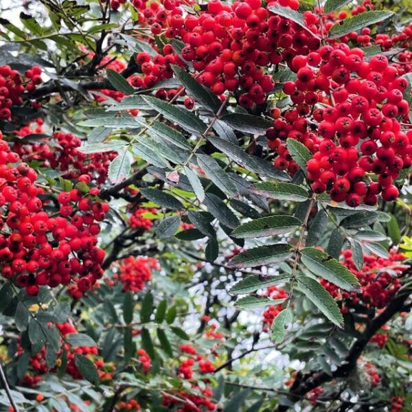 Loch Lomond: Guided Wild Food Forage & Feast - Developing Foraging Skills