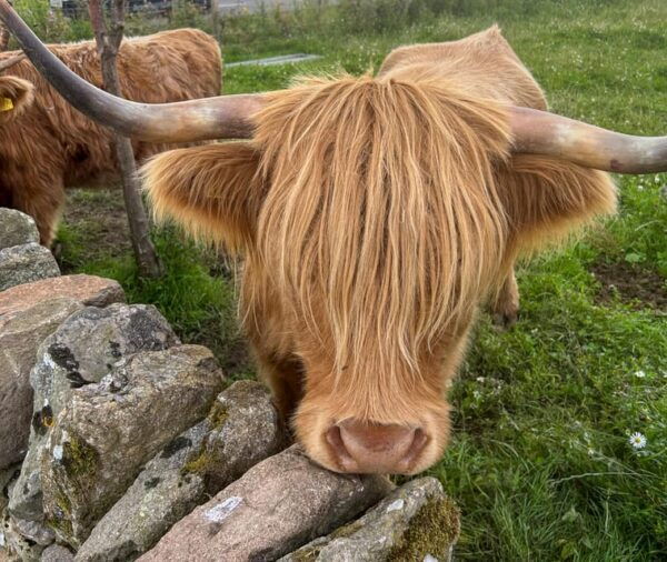 Loch Lomond, Stirling, and the Kelpies: Private Tour - Frequently Asked Questions