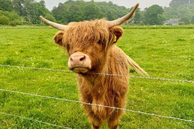 Loch Ness, Culloden, Clava and whisky/gin tour from Inverness. - An In-Depth Look at the Itinerary