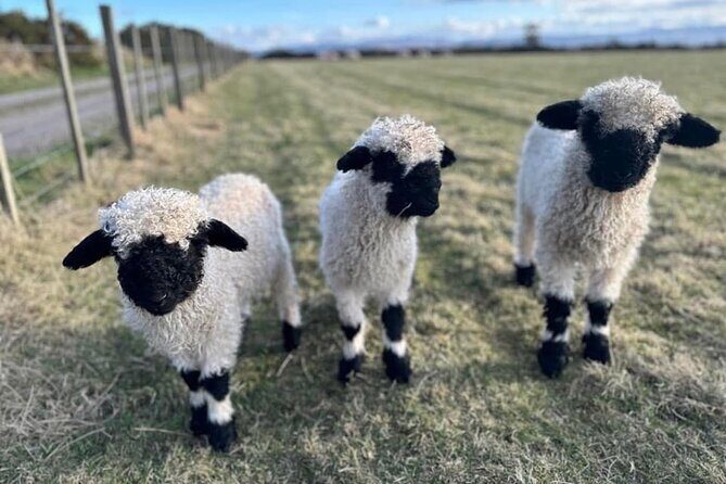 Loch Ness, Culloden, Clava and whisky/gin tour from Inverness. - Why Choose This Tour?