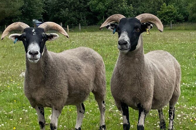 Loch Ness, Culloden, Clava and whisky/gin tour from Inverness. - FAQ