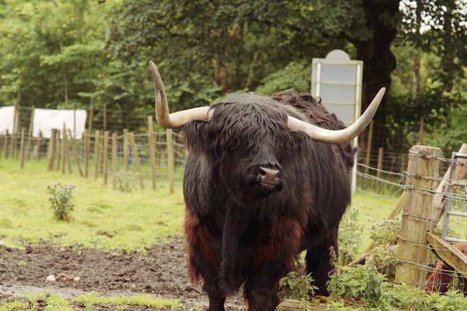 Loch Ness Glencoe and the Highlands From Edinburgh - Service and Experience