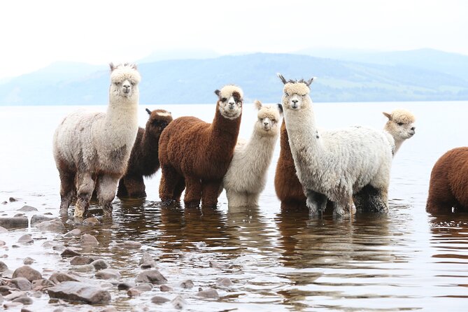 Loch Ness+Alpaca Adventure (inc Invergordon Cruise Port) - Tour Overview