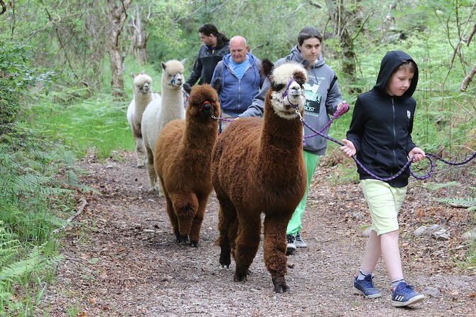 Loch Ness+Alpaca Adventure (inc Invergordon Cruise Port) - Cancellation Policy and Pricing