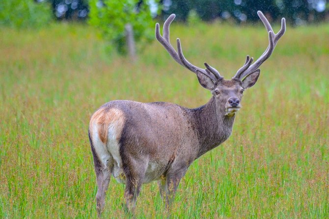 Loch Shiel Cruise: History, Monuments, and Harry Potter  - The Scottish Highlands - Spot Wildlife in the Highlands