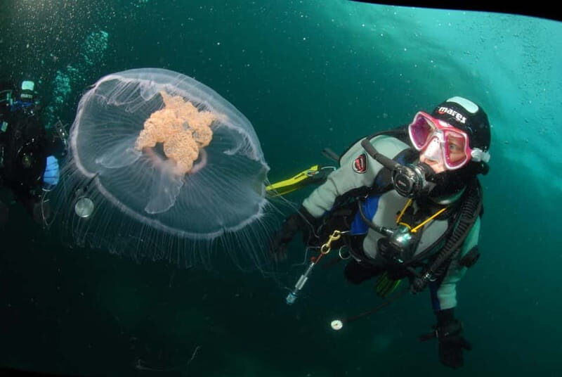 Lofoten: First Time Scuba Diving Experience - Good To Know