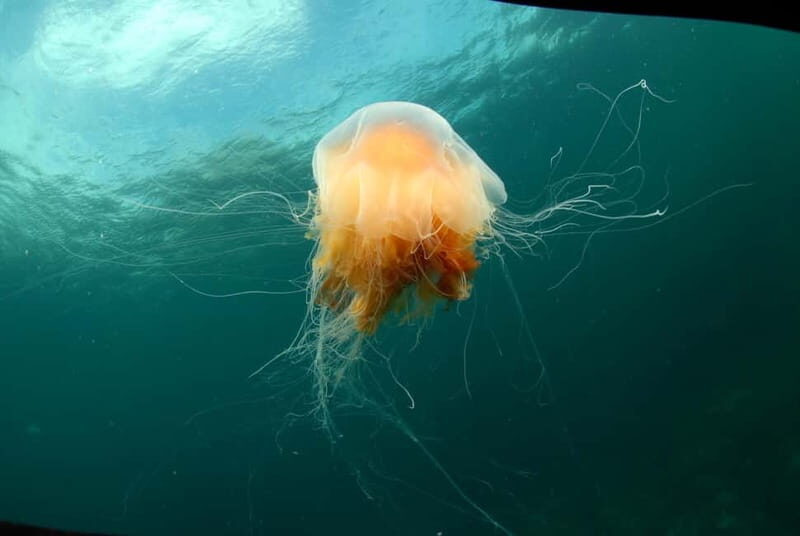 Lofoten: First Time Scuba Diving Experience - The Experience in Detail: Step-by-Step