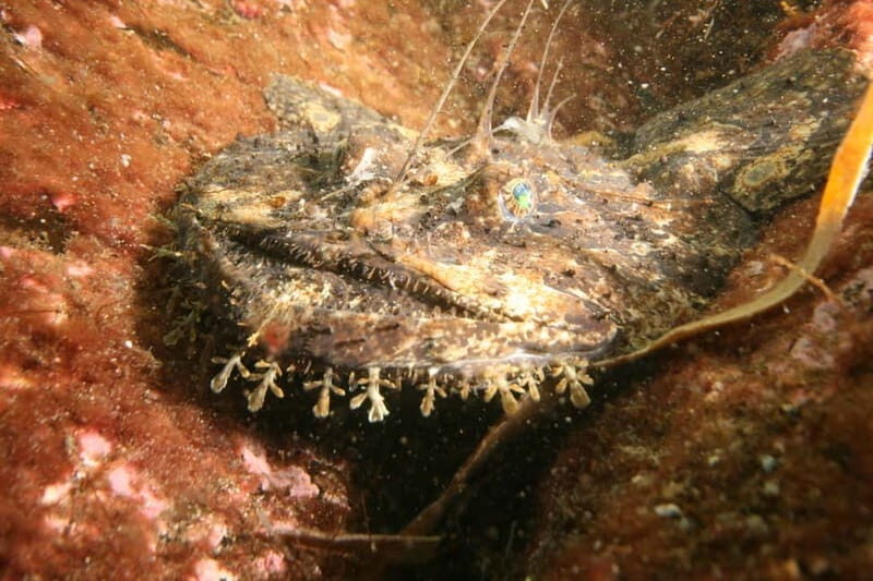 Lofoten: First Time Scuba Diving Experience - Practical Tips for Participants