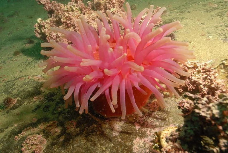 Lofoten: First Time Scuba Diving Experience - The Sum Up