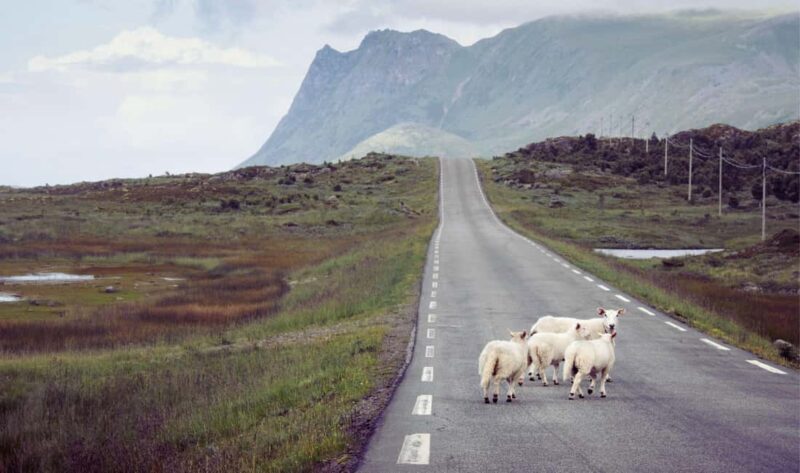 Lofoten: Full-Day Tour with a Local Chinese-Speaking Guide - The Sum Up