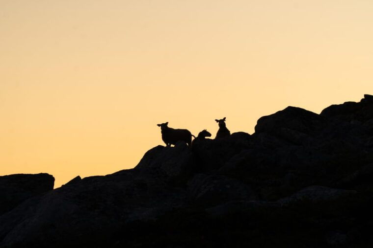 Lofoten Islands: Guided Hiking Into the Wilderness - Uphill - FAQs