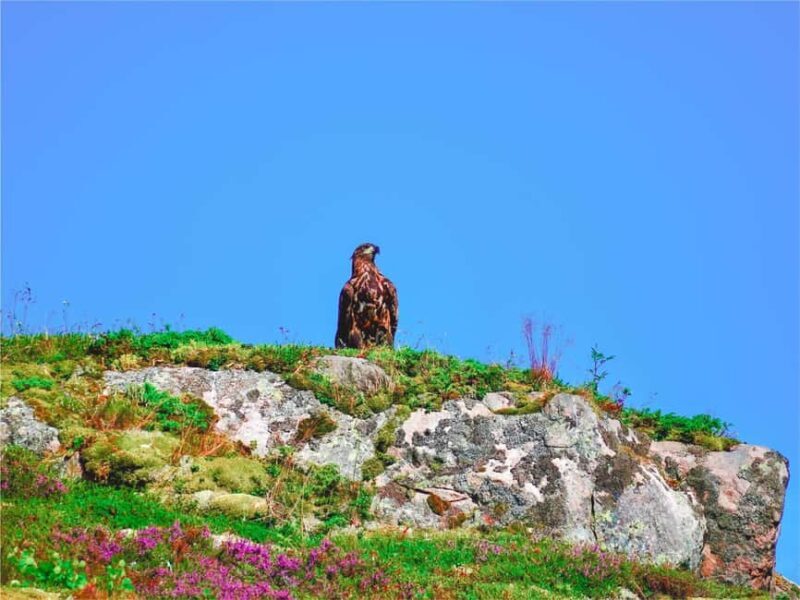 Lofoten: Sea Eagle Sunset Cruise - What to Expect on the Lofoten Sea Eagle Sunset Cruise