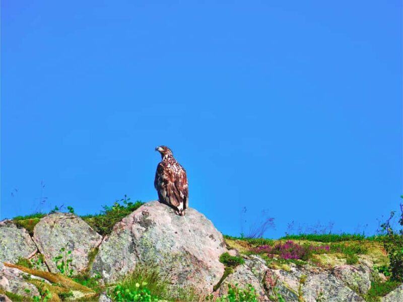 Lofoten: Sea Eagle Sunset Cruise - Who Is This Tour Perfect For?