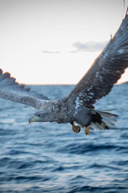 Lofoten: Trollfjord Sea Eagle Safari by RIB Boat - Included Equipment and Safety Gear