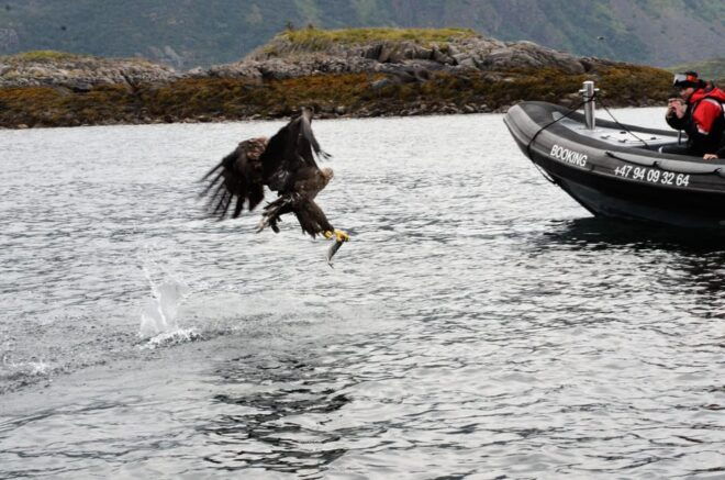 Lofoten: Trollfjord Sea Eagle Safari by RIB Boat - Customer Reviews