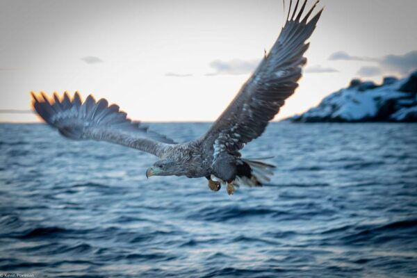 Lofoten: Trollfjord Sea Eagle Safari by RIB Boat - Scenic Views of Lofoten