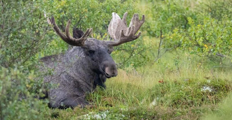 Lofoten: Wildlife Safari - Good To Know