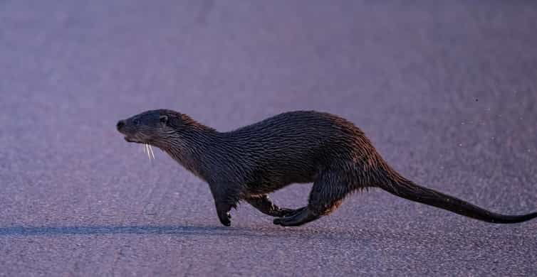 Lofoten: Wildlife Safari - The Experience of Wildlife Spotting in Lofoten