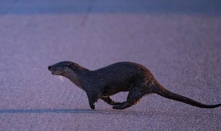 Lofoten: Wildlife Safari - FAQs