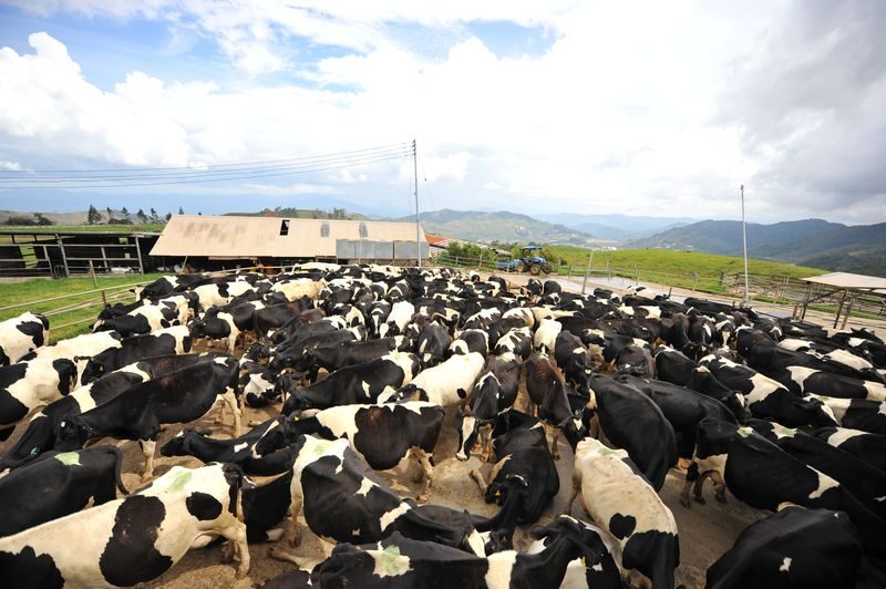Lohan Adventure with Desa Dairy Farm & BBQ Pork in Kota Kinabalu - Desa Dairy Farm brings cows, cool air and a change of pace