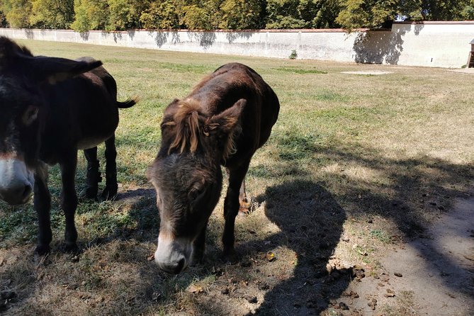 Loire Valley Full-Day Private Guided Tour With Hotel Pickup - Traveler Photos