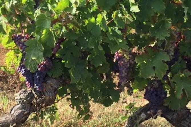 Loire Valley Vineyards and Wine Tour With Picnic Lunch  - Chinon - Tour Overview