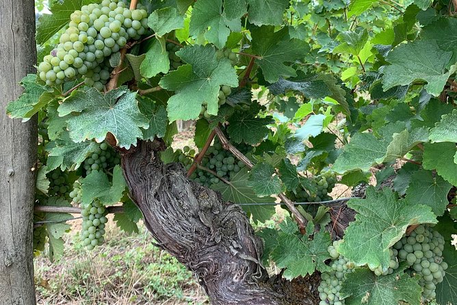 Loire Valley Vineyards and Wine Tour With Picnic Lunch  - Chinon - Wine Guide