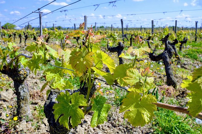 Loire Valley Wines and Chambord Castle Small Group Day Trip From Paris - Overall Enjoyment of the Tour