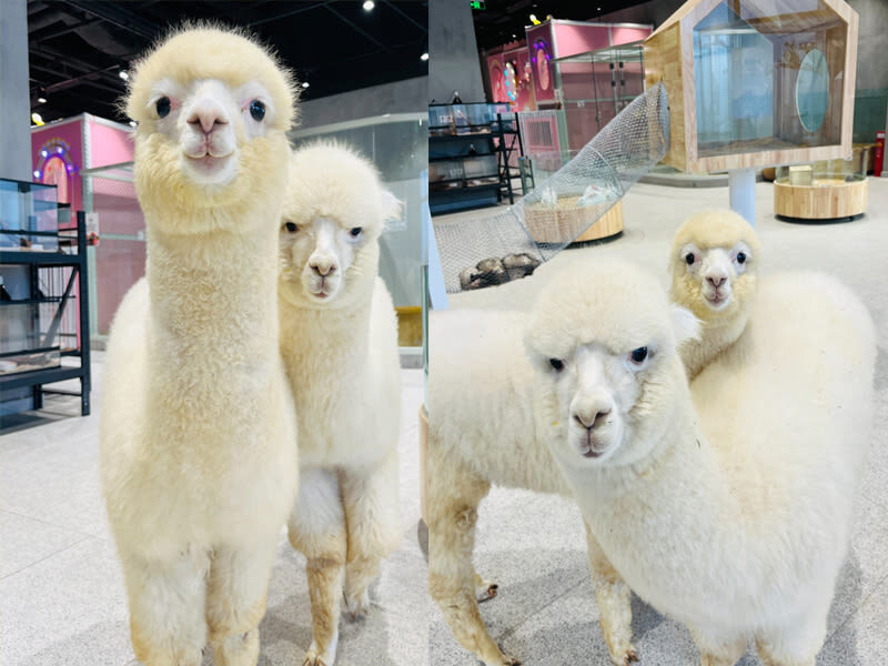 Lollypet Cute Pet Paradise | Zhonghang City Junshang Store - Capybaras, alpacas and small animals at arm’s reach