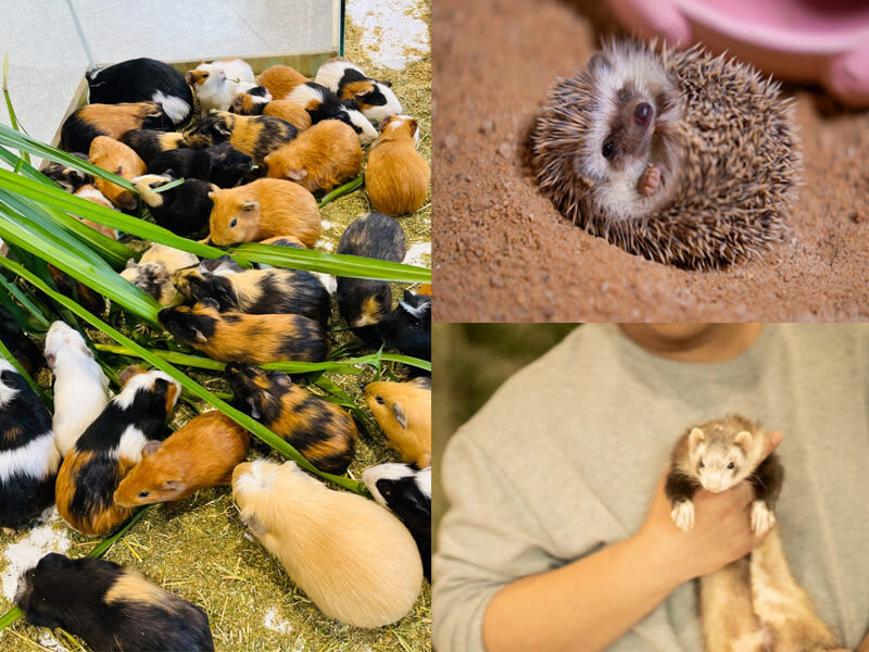 Lollypet Cute Pet Paradise | Zhonghang City Junshang Store - What close contact means for animal welfare