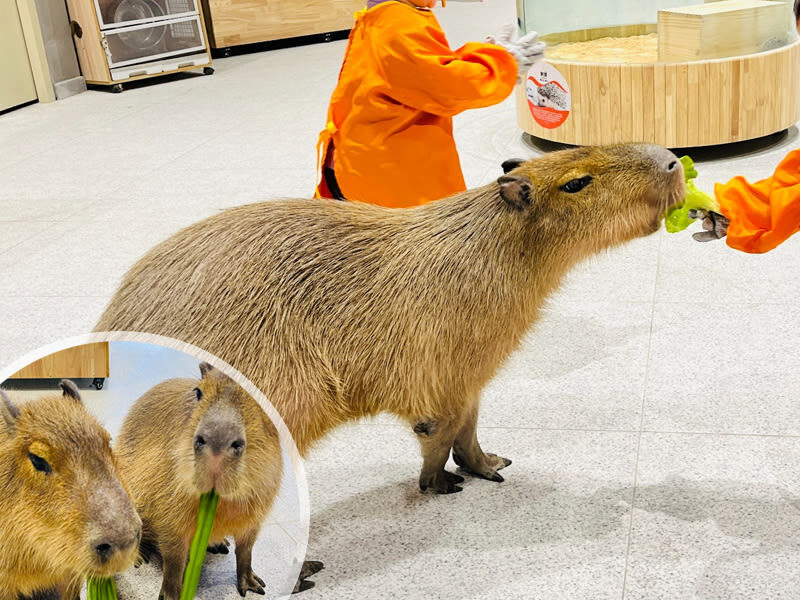Lollypet Cute Pet Paradise | Zhonghang City Junshang Store - Cleanliness, comfort and crowd levels