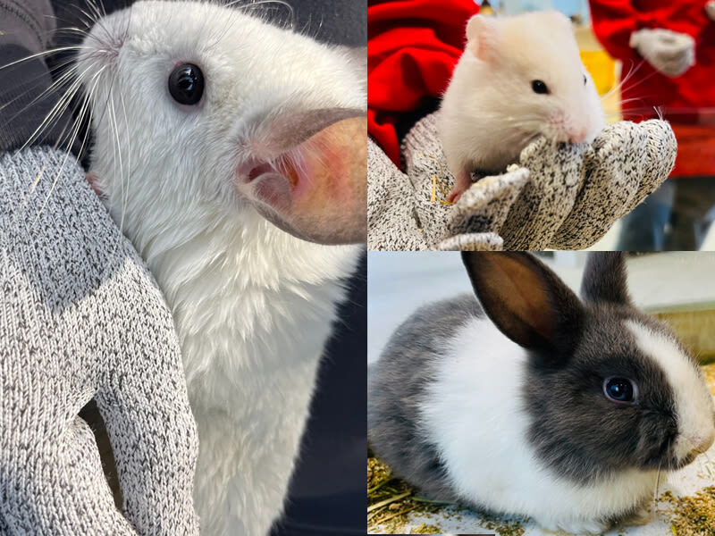 Lollypet Cute Pet Paradise | Zhonghang City Junshang Store - Is one to two hours worth the price?