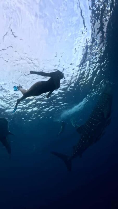 Lombok: 2-Day Whale Shark Snorkeling & Kenawa Island Tour - Authentic Experiences & Unique Insights