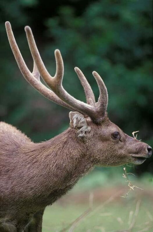 Lombok: 2-Day Whale Shark Snorkeling & Kenawa Island Tour - The Sum Up: Who is This Tour Perfect For?