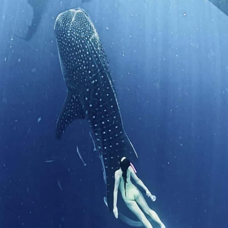 Lombok: 2-Day Whale Shark Tour to Sumbawa with Snorkeling - Exploring the Itinerary in Detail