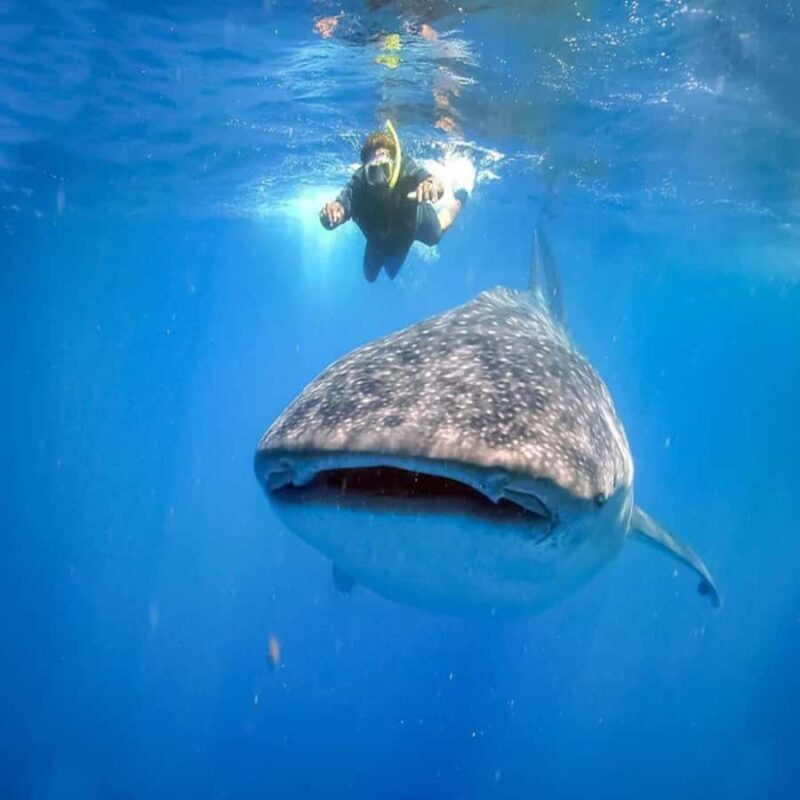 Lombok: 2-Day Whale Shark Tour to Sumbawa with Snorkeling - Good To Know  