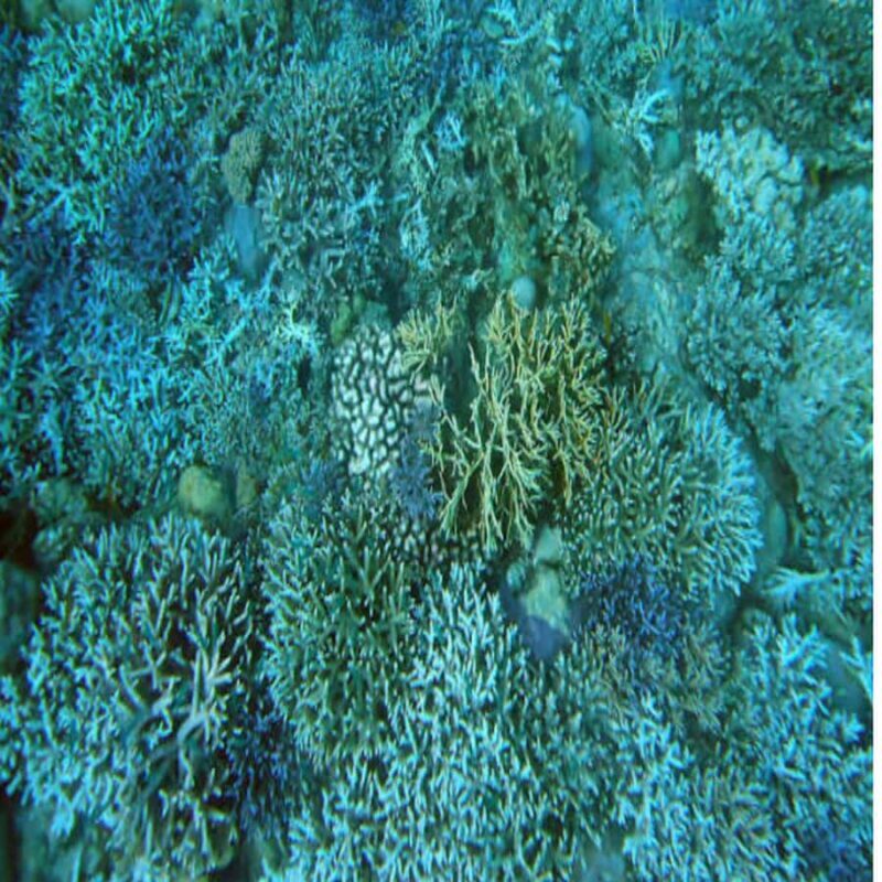 Lombok: 2-Day Whale Shark Tour with Camping & BBQ - Good To Know  