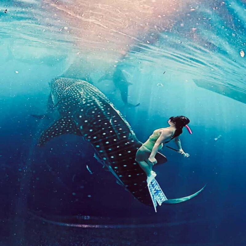 Lombok: 2-Day Whale Shark Tour with Camping & BBQ - FAQ  