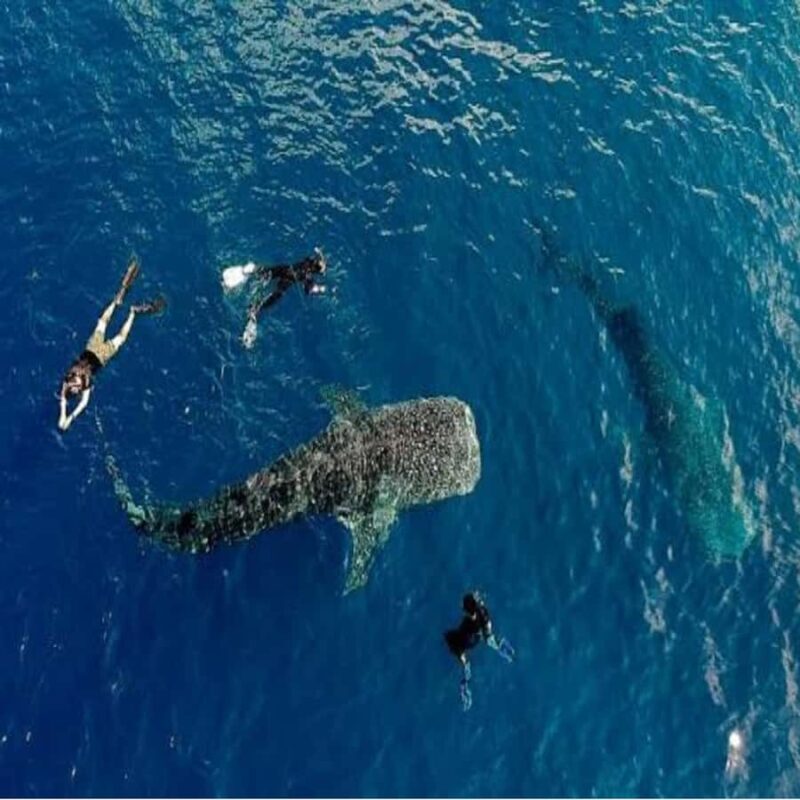Lombok: 2-Day Whale Shark Tour with Camping & BBQ - Value and Practical Considerations