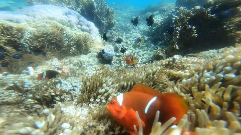Lombok: 3 Secret Gili Snorkeling Trip & Traditional Heritage - FAQ