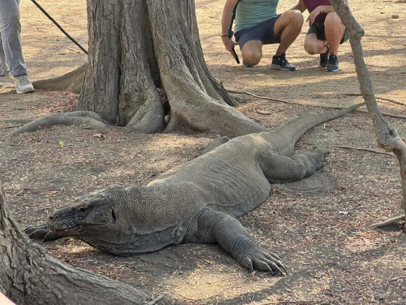 Lombok: 4-Day Sea Nomad Adventure to Labuan Bajo - Authentic Encounters and Practical Tips