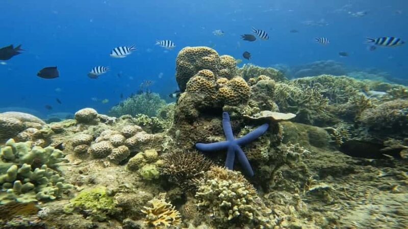 Lombok: 5 Gili Islands Snorkeling Tour With Private Boat - Good To Know