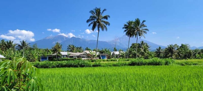 lombok : black monkey , rice terace ,waterfall tetebatu - Exploring Lombok’s Hidden Gems: A Detailed Review of the Tetebatu Tour