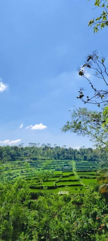 lombok : black monkey , rice terace ,waterfall tetebatu - Deep Dive into the Itinerary