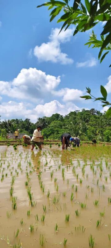 lombok : black monkey , rice terace ,waterfall tetebatu - The Experience and Why It’s Worth It