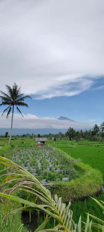 lombok : black monkey , rice terace ,waterfall tetebatu - Final Thoughts
