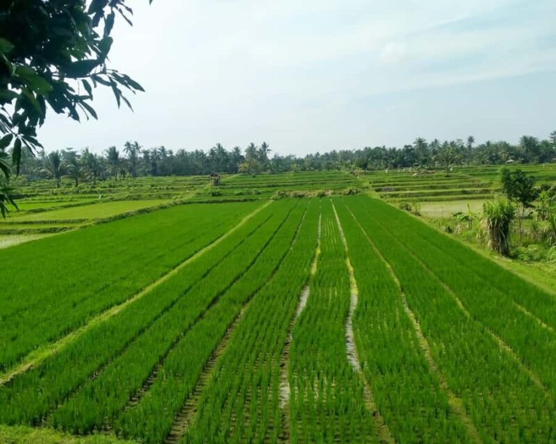 Lombok : City Tour and Atmosphere of Nature Countryside Tour - FAQ