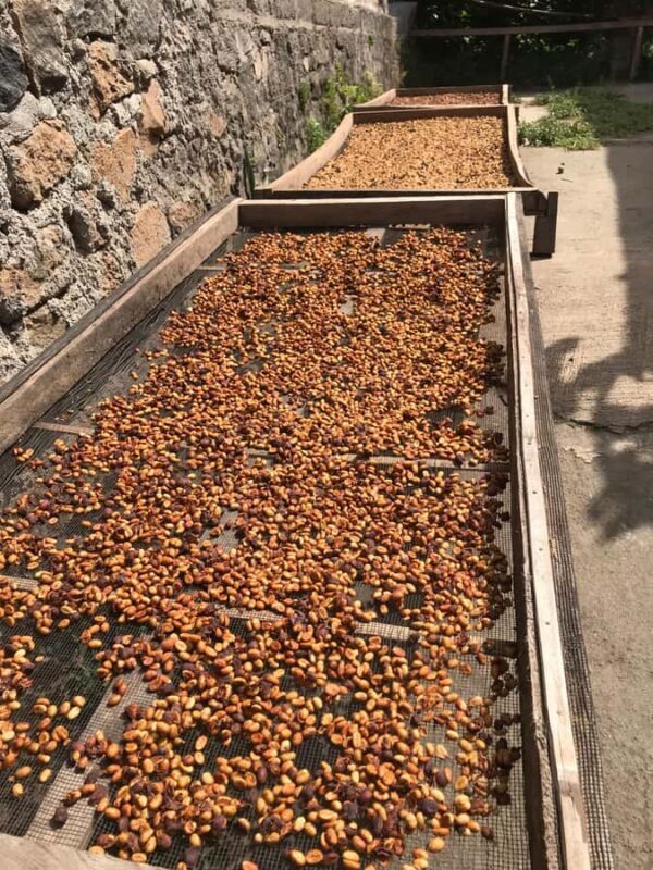 Lombok: Coffee Plantation Tour With Tasting - Why This Tour Works Well
